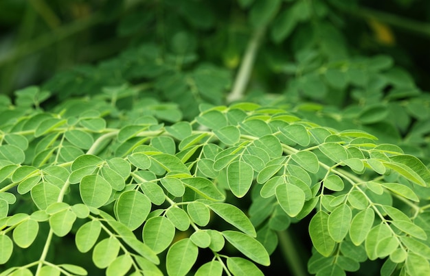 Edible moringa leaves fresh organic cultivated