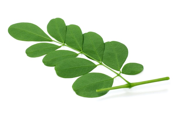 Edible moringa leaves over white background