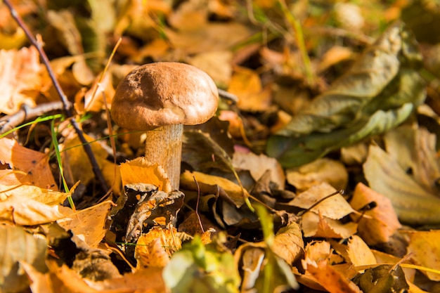 Edible mushroom in the forest. Plants in forest