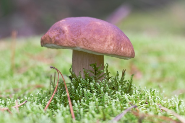 森の端の苔の間に生える食用キノコ