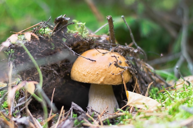 森の端の苔の間に生える食用キノコ