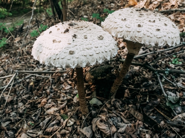 edible mushroom umbrellas with white caps