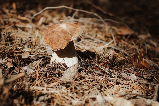 가을 동화 숲에서 갈색 모자 Boletus edulis와 식용 버섯