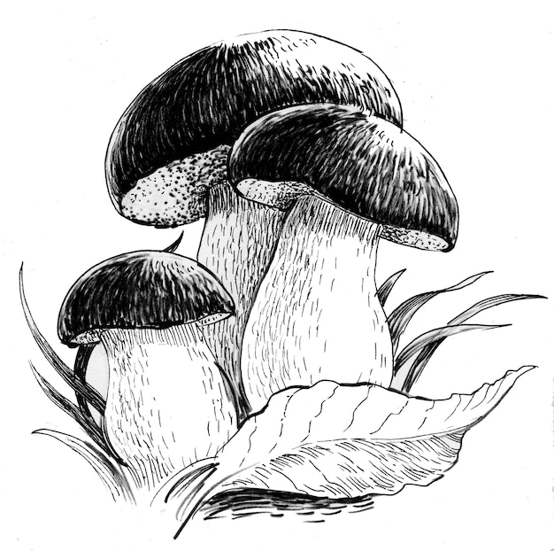 사진 식용 버섯과 잎. 잉크 흑백 그림