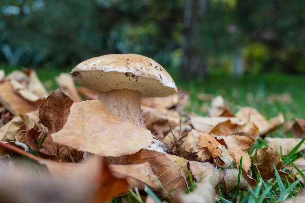 Edible mushrooms in a autumn forest