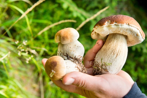 Edible mushrooms boletus in hand