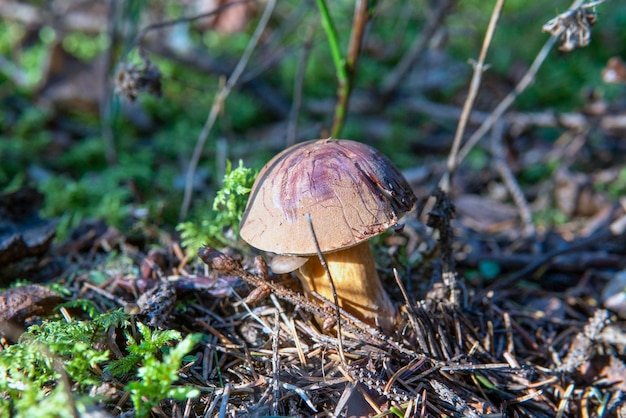 Edible mushrooms in the forest in autumn