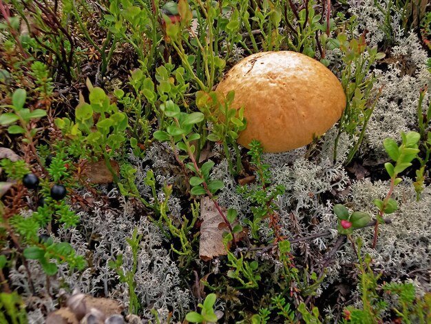 Photo edible mushrooms in the forest litter mushrooms in the forestt