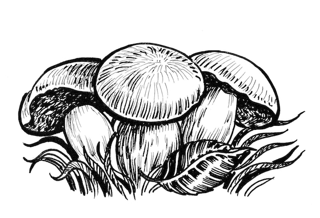 Edible mushrooms in the grass. Ink black and white drawing