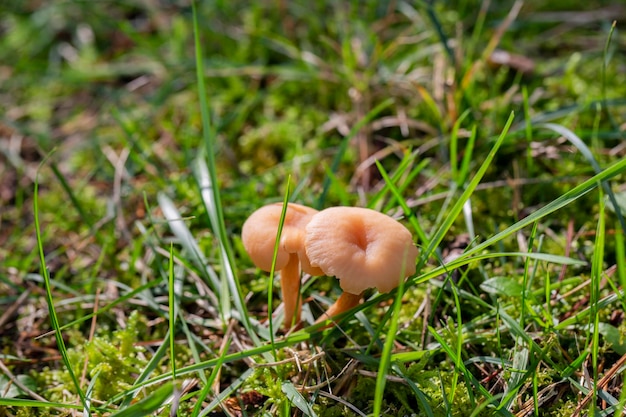 푸른 잔디에서 자라는 식용 버섯 Marasmius oreades 여름에