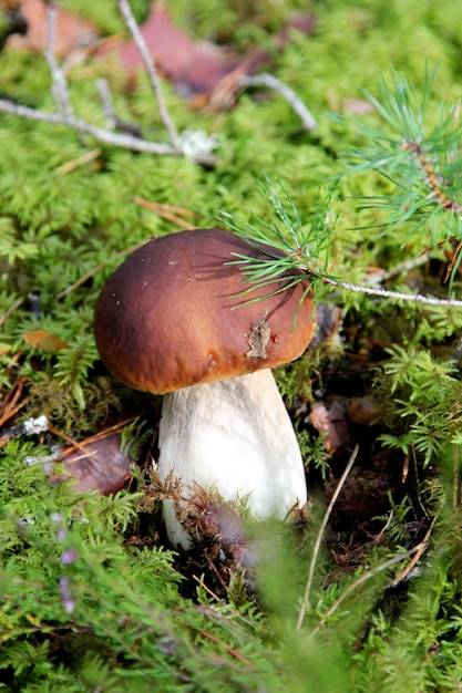 Edible Mushrooms growing in a forest during autumn