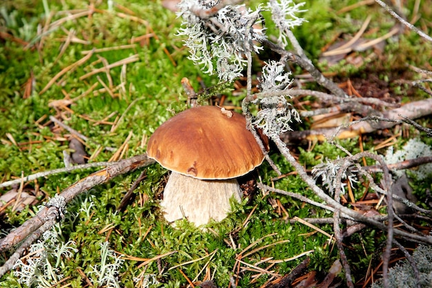 Edible Mushrooms growing in a forest during autumn