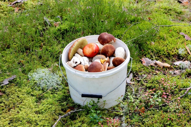 Edible Mushrooms growing in a forest during autumn