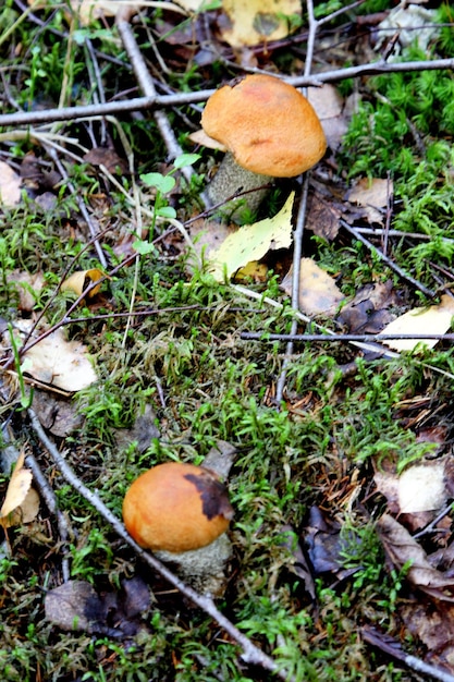 秋に森で育つ食用キノコ