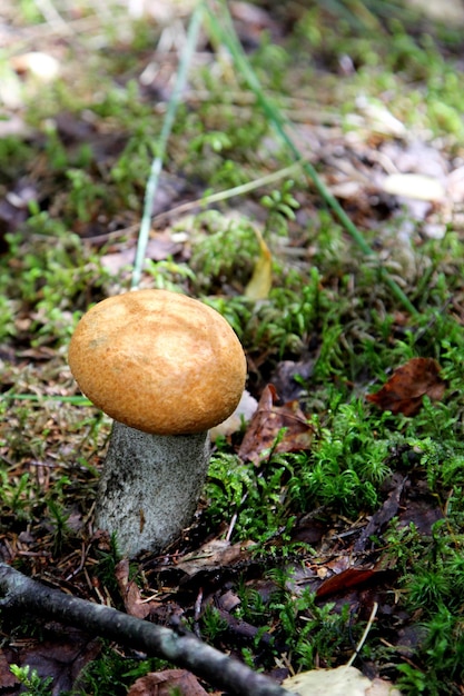 Edible Mushrooms growing in a forest during autumn