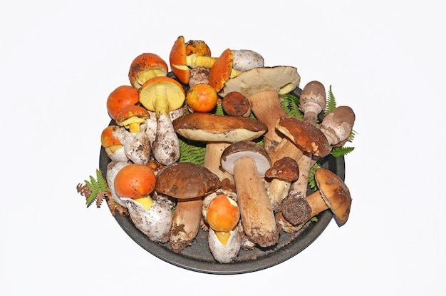 Edible mushrooms stock