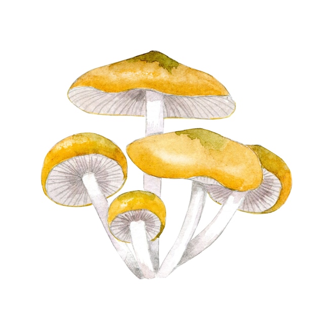 Edible mushrooms