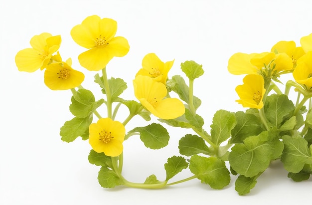 Photo edible mustard flowers on white background