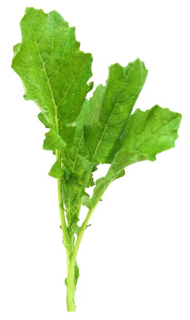 Edible mustard leaves as vegetable over white