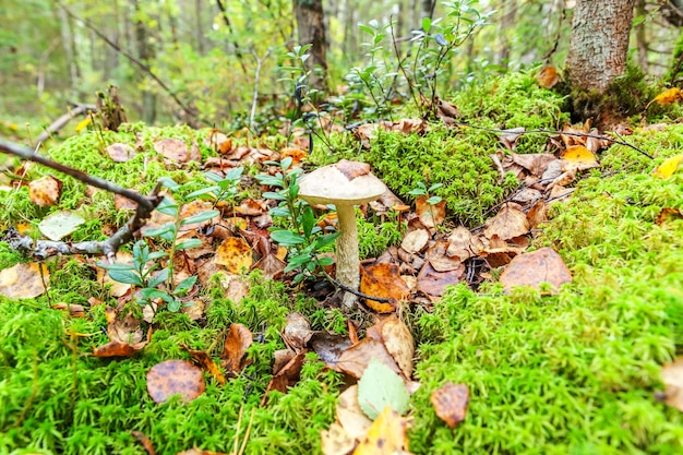 Съедобный маленький гриб с коричневой шапочкой, пенни, булочка, leccinum во мху, осенний лесной фон, гриб в т