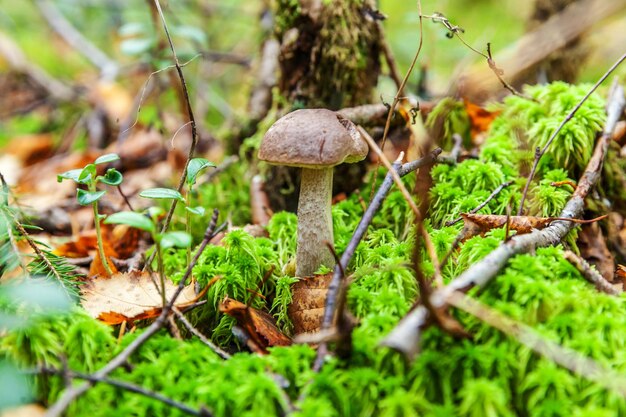 写真 茶色のキャップを持つ食用の小さなキノコ コケ秋の森の背景にあるペニー・バン・レシナム 自然環境の菌類 大きなキノコのマクロをクローズアップ 感動的な自然な夏や秋の風景