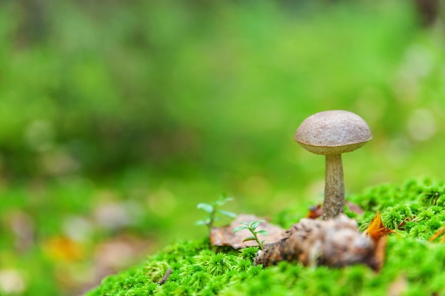 Edible small mushroom with brown cap Penny Bun leccinum in moss autumn forest background Fungus in the natural environment Big mushroom macro close up Inspirational natural summer or fall landscape