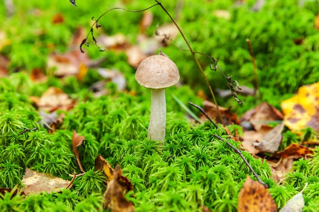 Edible small mushroom with brown cap penny bun leccinum in moss autumn forest background fungus in t