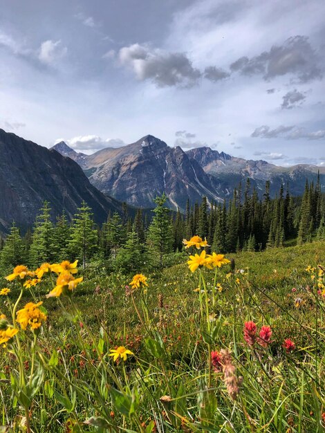 Edith Cavell Mountain Jasper Nationaal Park Ab Canada