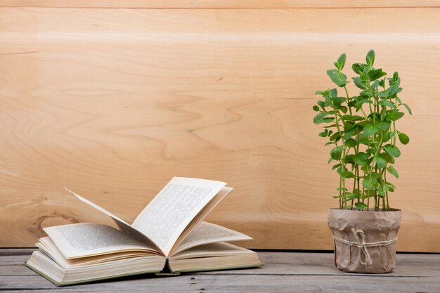 Education and reading concept books and green plant