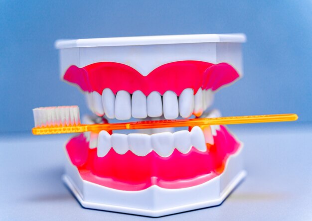 Educational model of jaw with teeth. Toothbrush in artificial jaw. Blue color background. Dentistry concept.