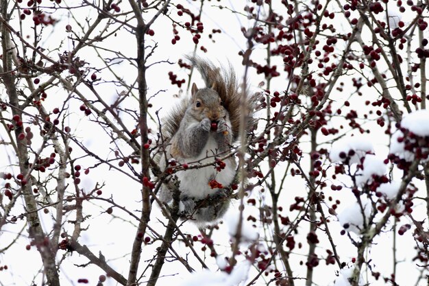 Foto eekhoorn die in bomen zit en bessen eet