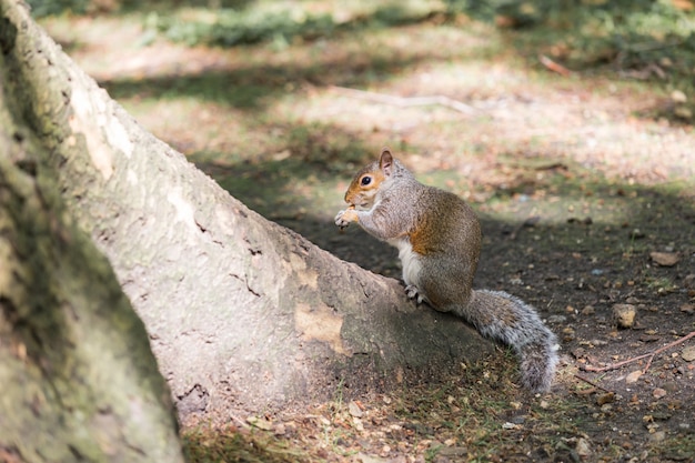 Foto eekhoorn die nootzaad op de wortel van een boom in tuin eet tijdens de lente