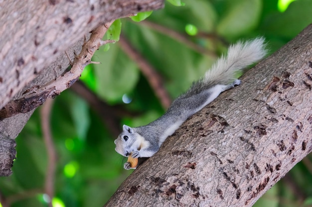 Eekhoorn die voedsel op de boom eet