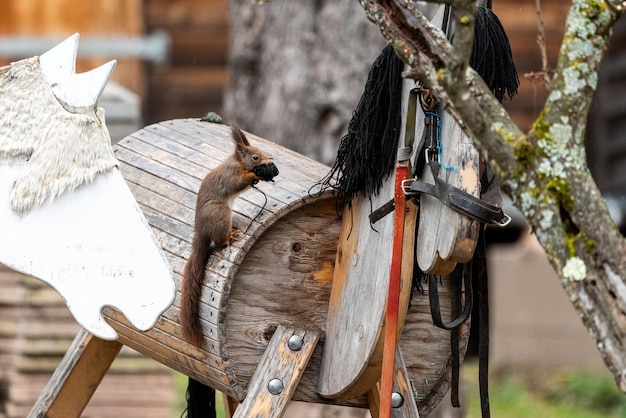 Foto eekhoorn die wol van een houten paard krijgt als nestmateriaal