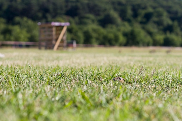 Foto eekhoorn die zich verbergt in het gras.