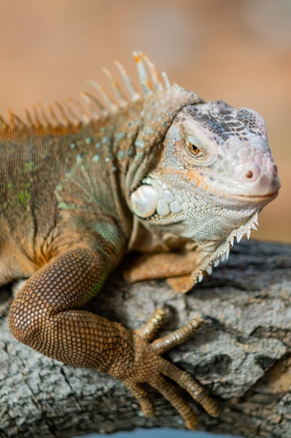 Eekhoorn dier groene eekhoorn met wazige achtergrond