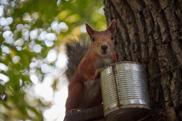 Eekhoorn eet van een feeder in het bos op een boomstam, pluizige staart, herfst, gevallen bladeren