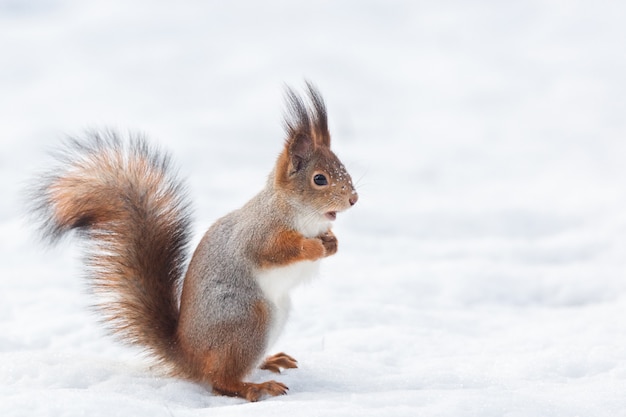 Eekhoorn in de sneeuw