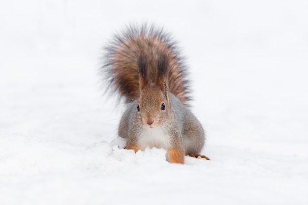 Foto eekhoorn in de sneeuw