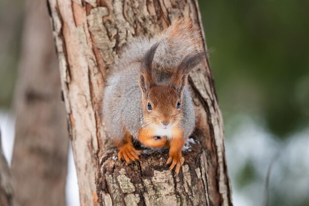 Eekhoorn in de winter zit op een boomstam met sneeuw Euraziatische rode eekhoorn Sciurus vulgaris zittend op een tak bedekt met sneeuw in de winter