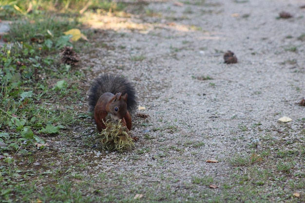 Foto eekhoorn in een park