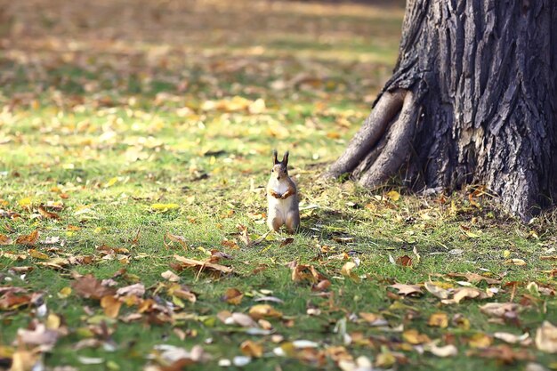 Foto eekhoorn in herfstbos, dierenportret in het wild