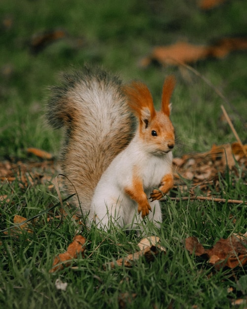 Eekhoorn in het bos