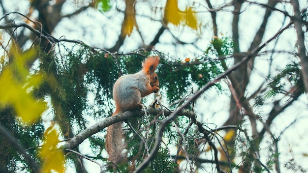 Eekhoorn in het de herfstpark