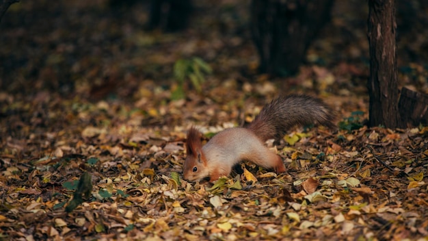 Eekhoorn in het de herfstpark