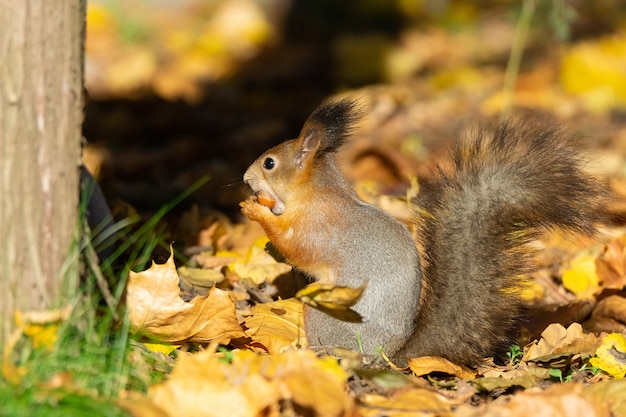 Eekhoorn in het de herfstpark