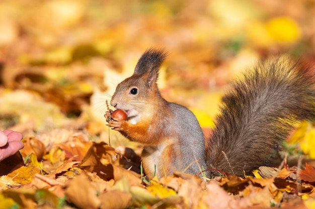 Eekhoorn in het de herfstpark