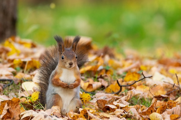 Eekhoorn in het de herfstpark