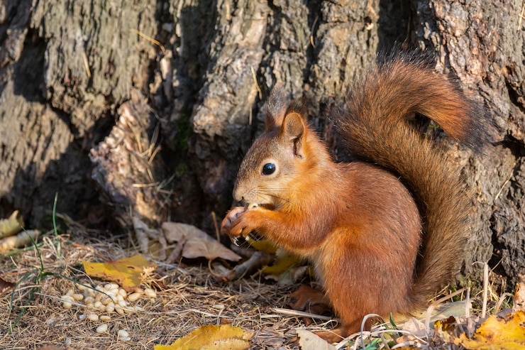 Foto eekhoorn in het herfstpark