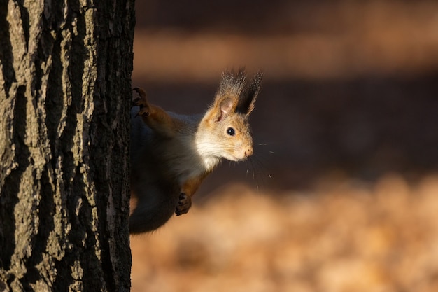 Eekhoorn in het najaar park